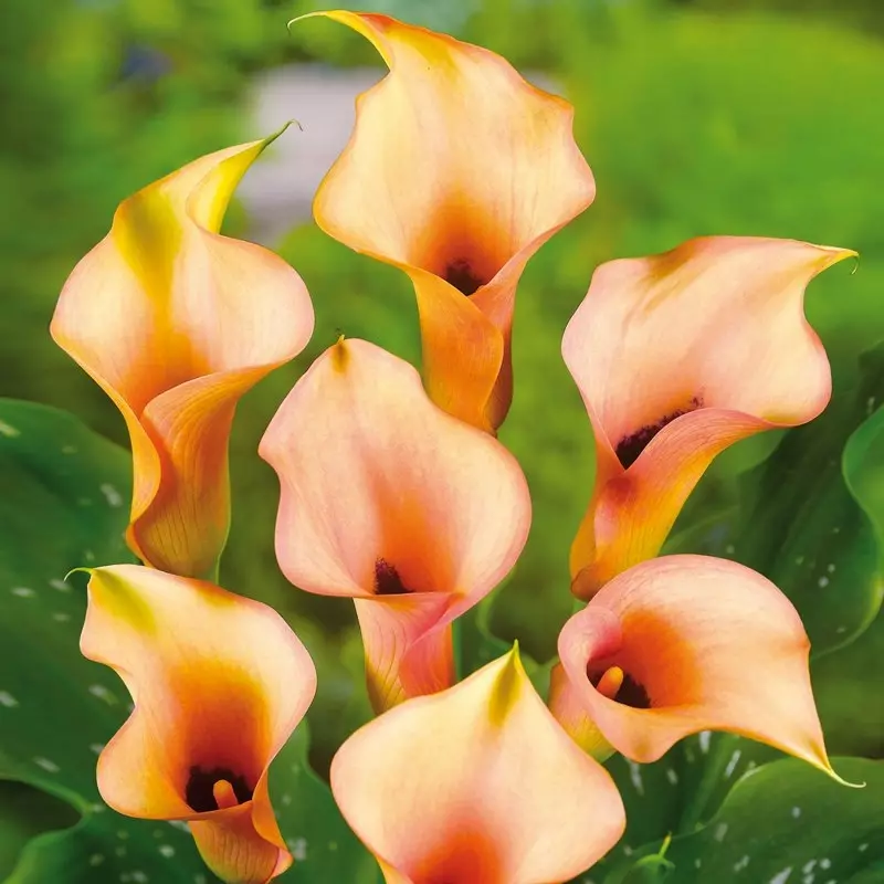 Zantedeschia Aethiopica